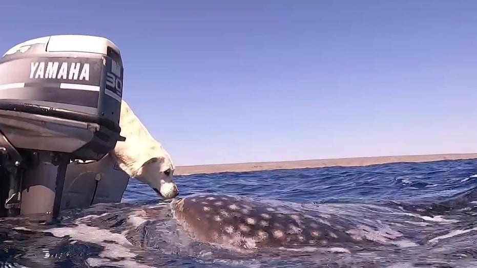 Khoảnh khắc chú chó 'hôn' cá mập khổng lồ ngoài khơi bờ biển Australia khiến cư dân mạng thích thú