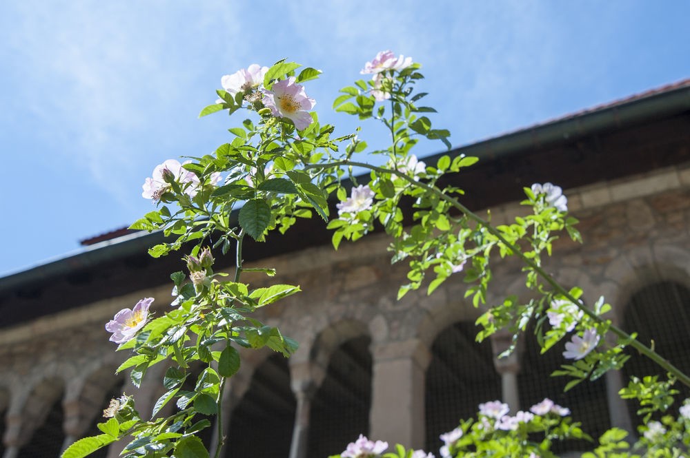 Đức: Bụi hồng leo cánh đơn cổ thụ gần nghìn năm tuổi nở hoa đều hàng năm