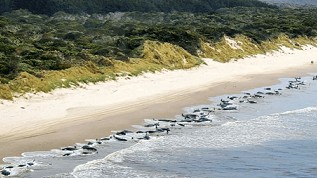 Hơn 250 con cá voi hoa tiêu chết do mắc cạn ở bãi biển New Zealand
