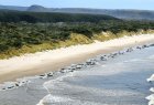 Hơn 250 con cá voi hoa tiêu chết do mắc cạn ở bãi biển New Zealand