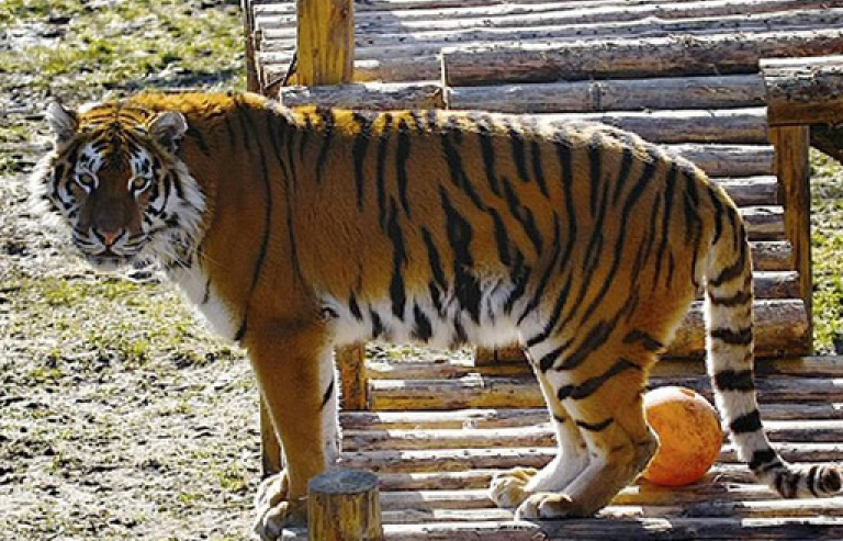 Du khách kinh hoàng chứng kiến hổ tấn công nhân viên vườn thú