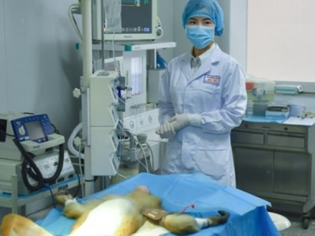 Trung Quốc phát triển máy in 3D sinh học có thể sản xuất mô người