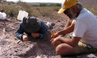 Argentina: Phát hiện hóa thạch xương loài khủng long mới