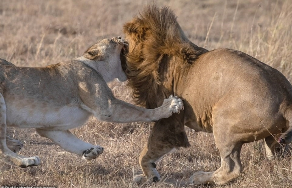 Sư tử mẹ chiến đấu ngoan cường với kẻ thù ăn thịt sư tử con