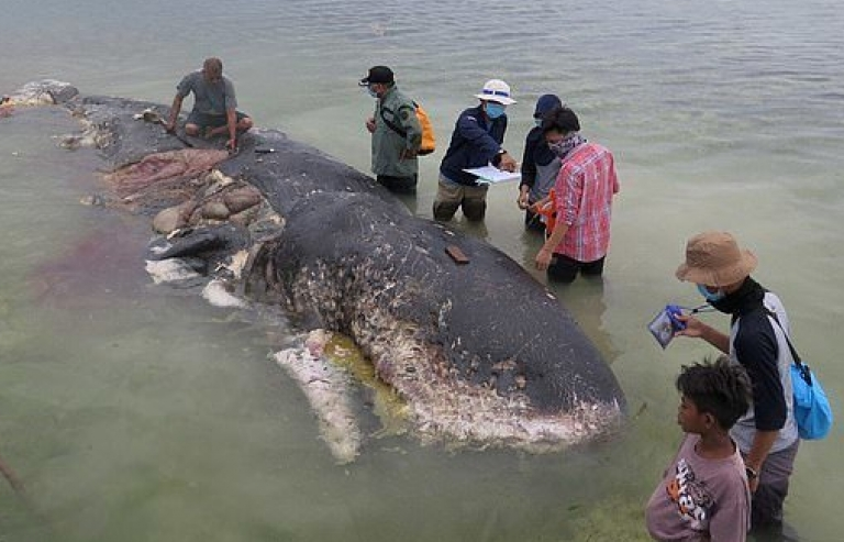 Indonesia: Hoảng hốt trước 6kg nhựa trong bụng cá nhà táng