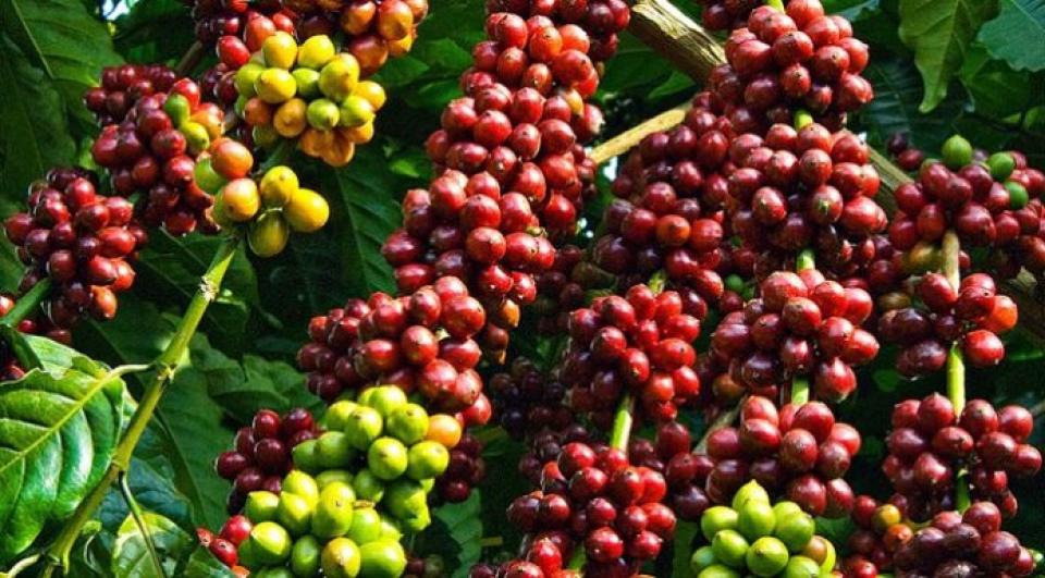 70% dân số uống cà phê hằng ngày, Tây Ban Nha là thị trường rất tiềm năng của Việt Nam