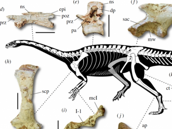 Brazil phát hiện hóa thạch khủng long cổ dài