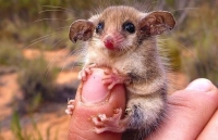 Cách Australia giải cứu loài chuột túi tí hon trước nguy cơ tuyệt chủng
