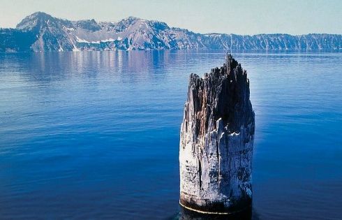 Khúc gỗ nổi trên mặt hồ sâu nhất nước Mỹ suốt trăm năm không phân hủy 'thách thức' nhà khoa học