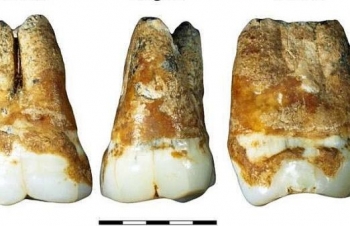 Phát hiện răng người 40.000 năm tuổi, hé lộ thông tin về tổ tiên của người hiện đại