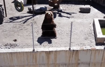 Ngộ nghĩnh gấu vẫy tay chào đáp từ khách tham quan tại vườn thú ở Nga