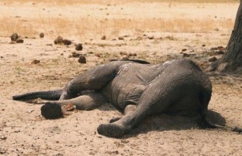 Zimbabwe: Số voi chết vì hạn hán lên tới 200 con