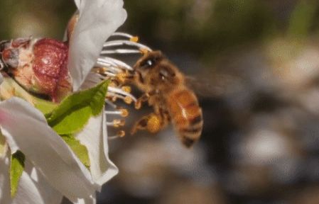Phát hiện mới: Những chú ong không giúp thụ phấn cho hoa... miễn phí