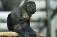 Con khỉ có gương mặt giống người 'cô đơn' trong tình yêu