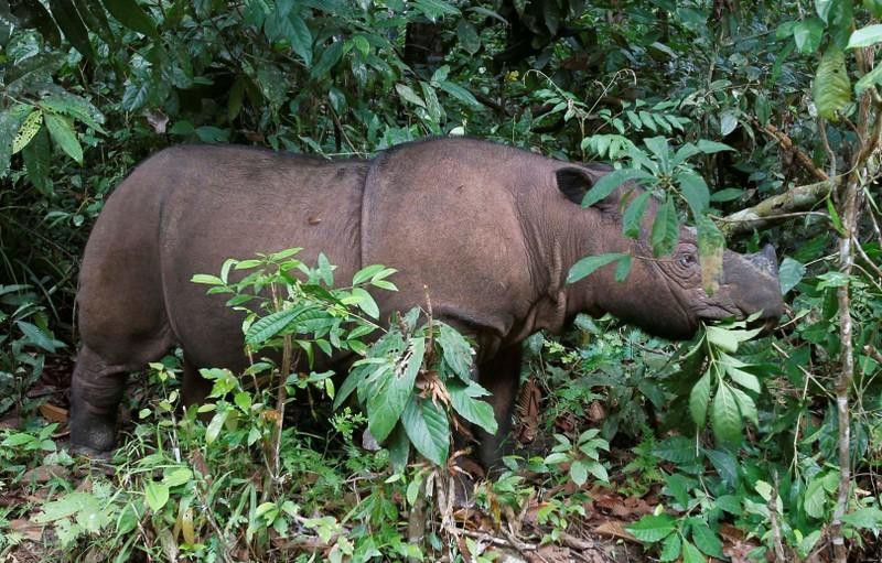 malaysia te giac sumatra tuyet chung