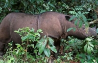 Tê giác hai sừng nhỏ nhất thế giới Sumatra chính thức tuyệt chủng tại Malaysia