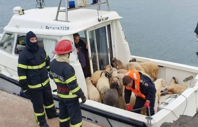 Vụ lật tàu ngoài khơi Romania: nỗ lực giải cứu cừu non không khả thi, tỉ lệ sống sót thấp