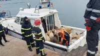 Vụ lật tàu ngoài khơi Romania: nỗ lực giải cứu cừu non không khả thi, tỉ lệ sống sót thấp