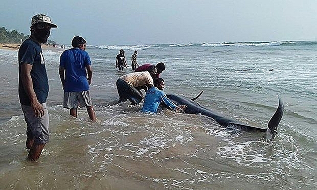 Sri Lanka: Giải cứu hơn 100 cá voi mắc cạn