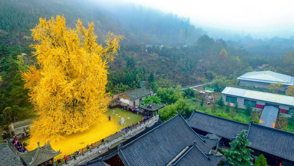 Trung Quốc: Cây cổ thụ hơn 1.400 năm 'nhuộm vàng rực' sân chùa, thu hút 70.000 khách/ngày