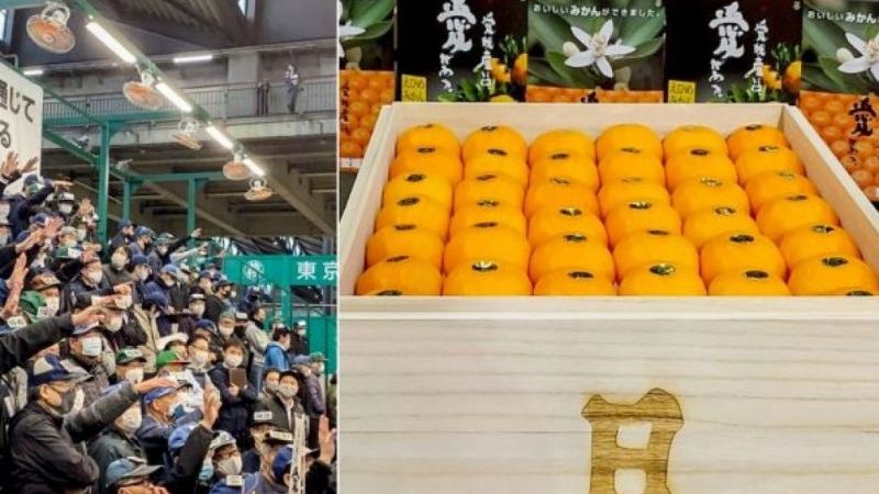 Thùng quýt Nhật Bản 20 kg được trồng với '3 mặt trời' có giá hơn 220 triệu đồng