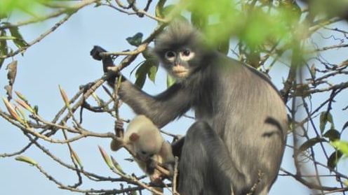 Myanmar: Phát hiện loài linh trưởng mới, có nguy cơ tuyệt chủng