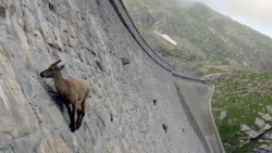 Dê Alpine Ibex thách thức trọng lực, chinh phục vách đá gần như thẳng đứng