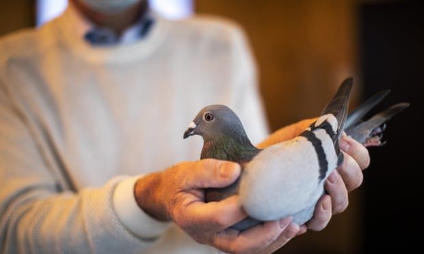 Chim bồ câu đắt thế giới có giá gần 2 triệu USD