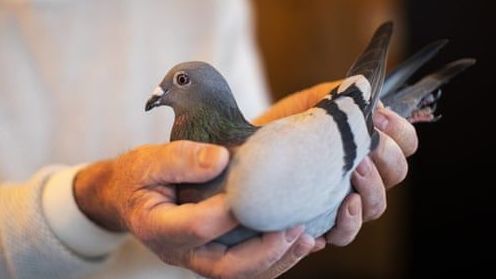 Nhà sưu tập Trung Quốc đẩy giá chim bồ câu lên mức kỷ lục khó tin