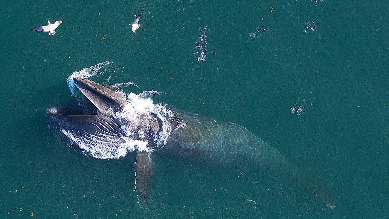 Cá voi lưng gù tiêu thụ hơn 18.000 tấn thức ăn mỗi ngày