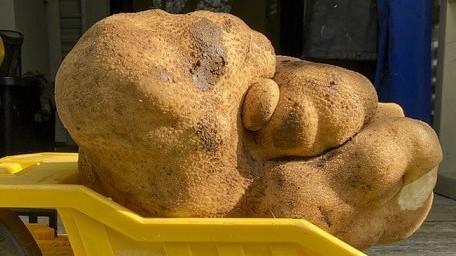 Bí ẩn nguồn gốc củ khoai tây nặng 7,9kg, hy vọng xác lập kỷ lục thế giới