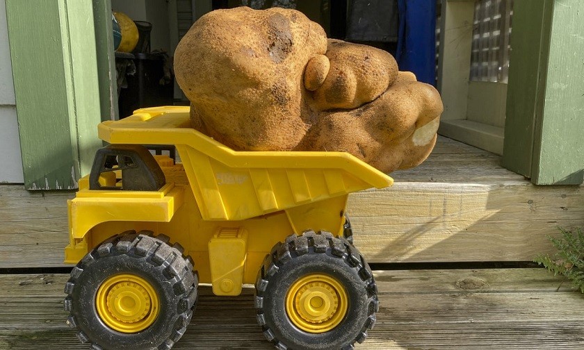 New Zealand: Kỳ vọng củ khoai tây nặng 7,9kg xác lập kỷ lục thế giới