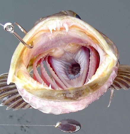 Loài cá kỳ lạ có 555 chiếc răng nhọn và siêu nhỏ,mỗi ngày rụng 20 cái