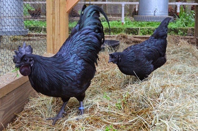 Indonesia: Giống gà đen quý hiếm từ trong ra ngoài, được cho là mang lại may mắn và thịnh vượng