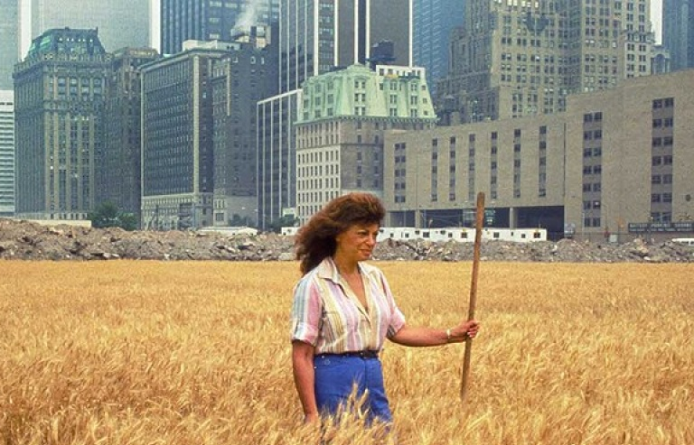 New York: Bất ngờ về cánh đồng lúa ngay giữa thành phố