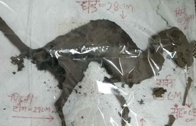 Phát hiện sinh vật bí ẩn giống loài khủng long ăn thịt tại Ấn Độ