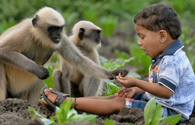 Cậu bé 2 tuổi biết nói chuyện với khỉ