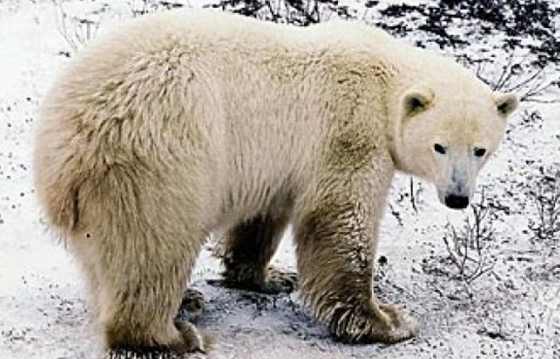 Loài gấu Bắc Cực đang đối diện với một tương lai đầy bất trắc