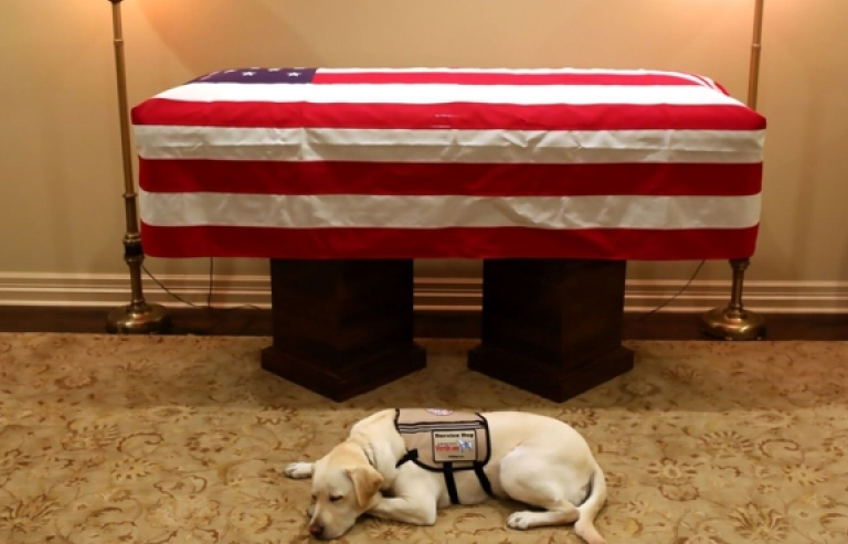 Cảm động chú chó trung thành bên linh cữu cố Tổng thống Bush