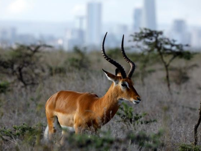 Nairobi - thành phố duy nhất thế giới động vật hoang dã được tự do đi lại