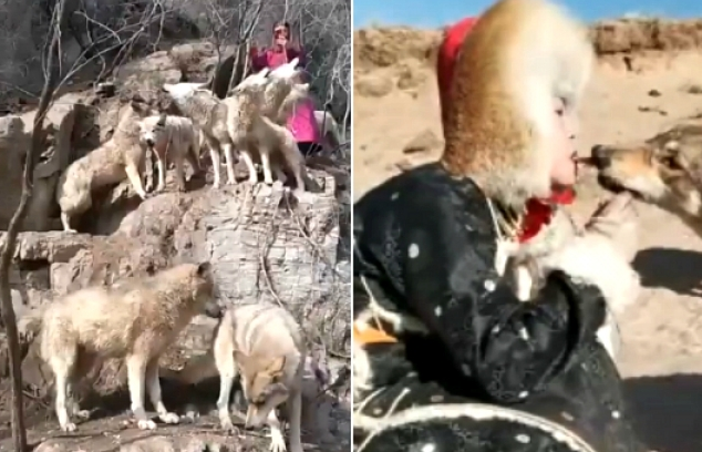 Trung Quốc: Cô gái 20 tuổi làm nghề nuôi dạy chó sói