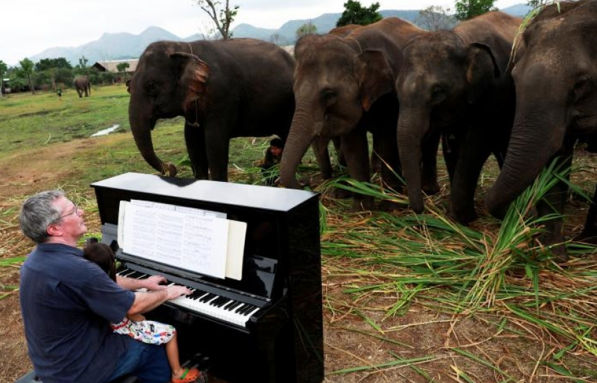 Thái Lan: Xoa dịu tâm hồn những con voi "đau khổ" bằng nhạc cổ điển