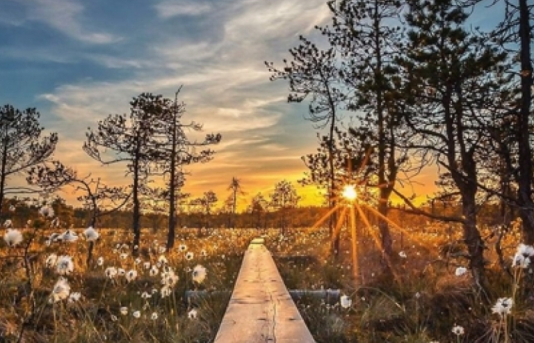 Những bức ảnh chứng minh khu rừng cổ tích thần tiên ở Phần Lan là có thật