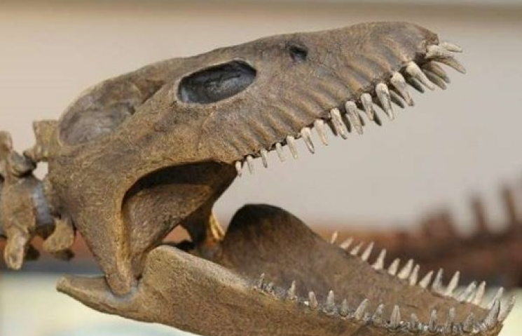 Argentina triển lãm mô hình bộ xương khủng long 65 triệu năm tuổi hoàn thiện nhất