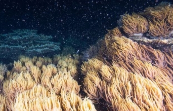 Phá vỡ sự 'yên tĩnh ma quái', sử dụng âm thanh để phục hồi… các rạn san hô chết