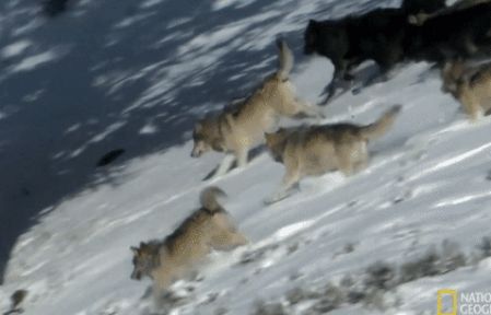 Xem đàn chó sói phối hợp rượt đuổi con mồi giữa tuyết trắng