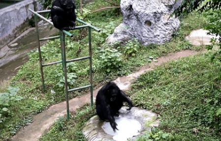 Dân mạng 'phát sốt' với video tinh tinh giặt quần áo thuần thục cho nhân viên vườn thú