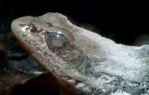 Chiến thuật đặc biệt của loài ếch gỗ: 'Ngừng sống' để vượt qua giá lạnh