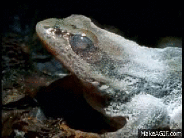 Chiến thuật đặc biệt của loài ếch gỗ: 'Ngừng sống' để vượt qua giá lạnh