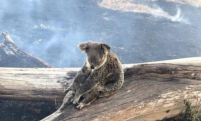 australia hang loat gau koala chet chay tren ngon cay